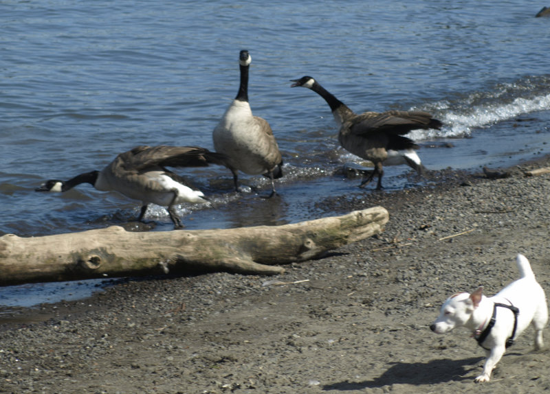 Canada Goose and dog